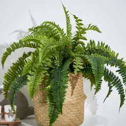 CASA Boston Planta Helecho Verde Online