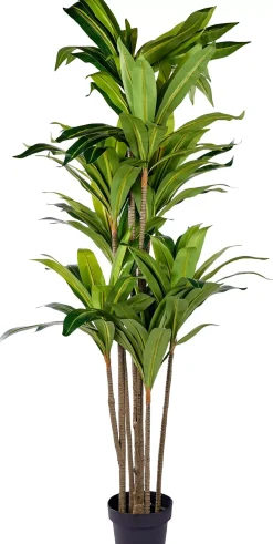 CASA Brazi Planta Verde Cheap