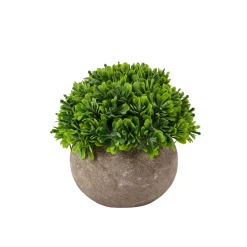 CASA Buxus Planta Varios Colores New
