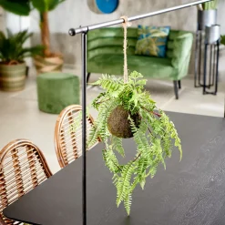 CASA Greenery Macetero Colgante Con Helecho Verde Discount