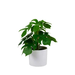 CASA Monstera Planta Varios Colores Online