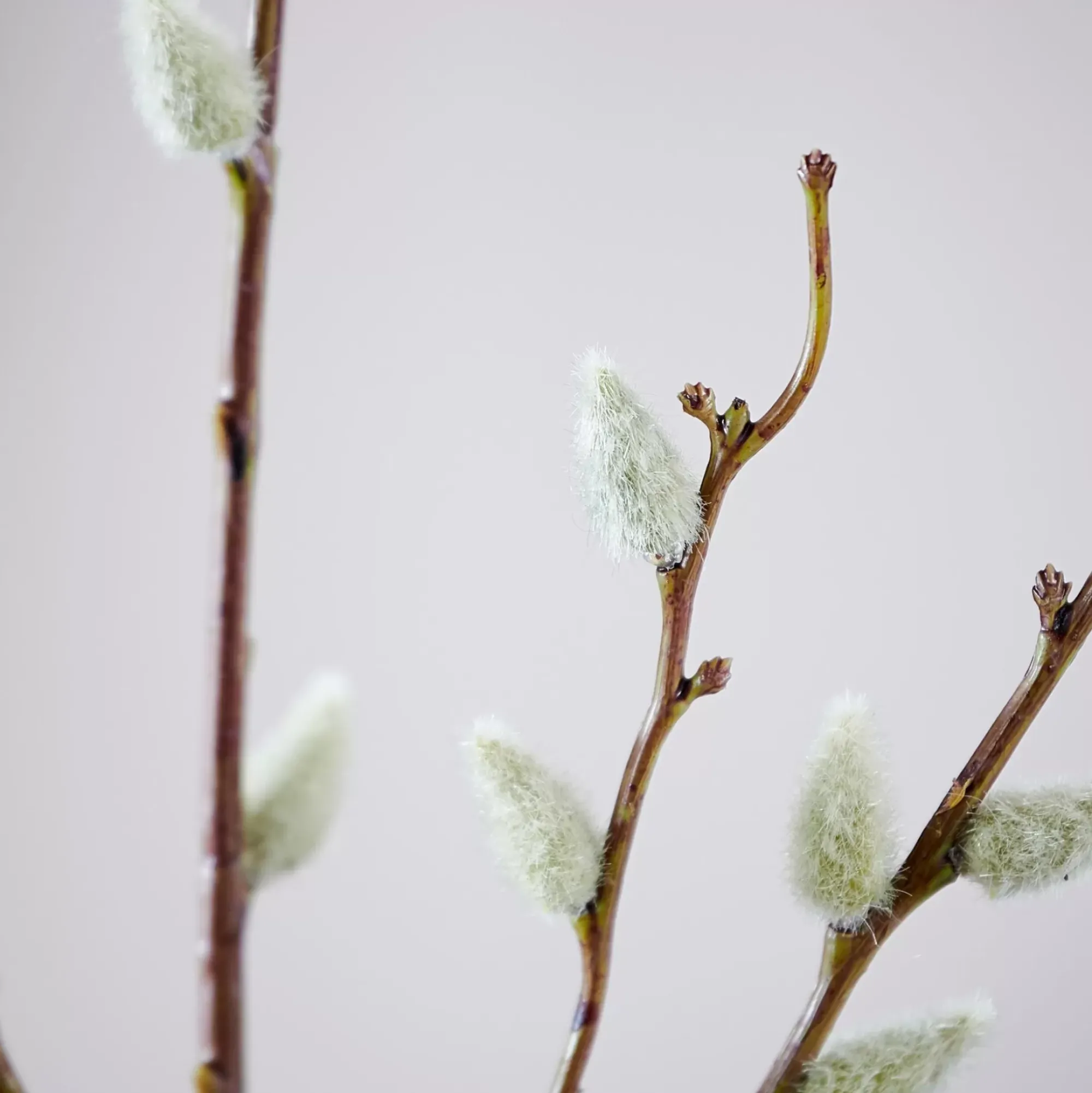 CASA Salica Rama Sintetico Verde Sale