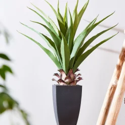 CASA Vera Planta Aloe Vera Verde Clearance